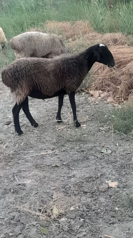 Qùylar sotiladi .