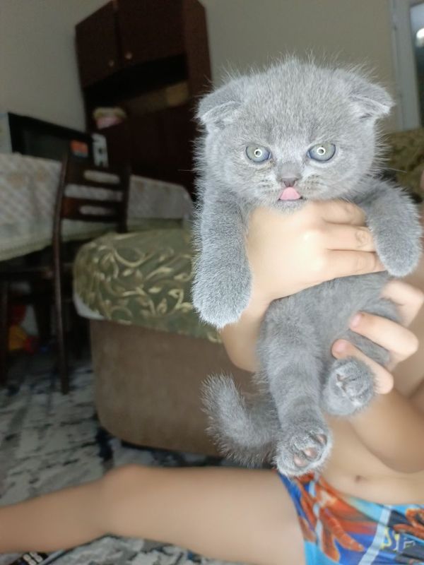 Шотландские котята