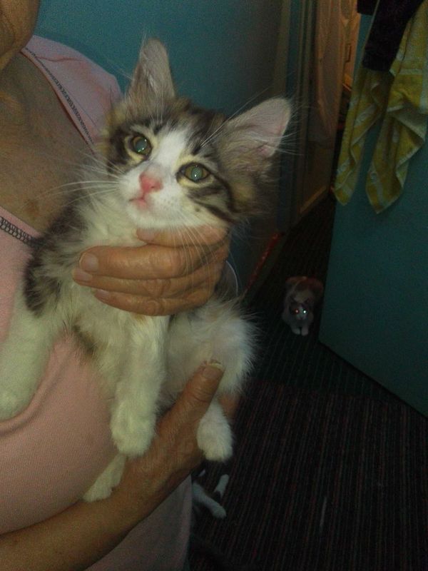 Бесплатно котёнок 2 месяца Бесплатно котёнок 2 месяца