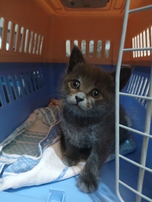 Срочно продаются котята
