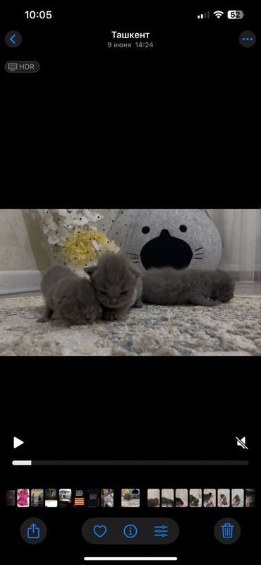 Шотландская вислоухая кошка Шотландская вислоухая кошка