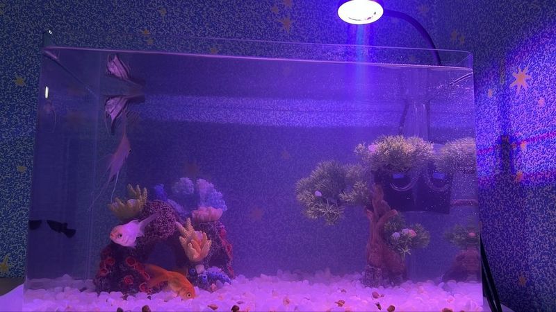 Akvarium baliqchalari bilan srochno sotiladi