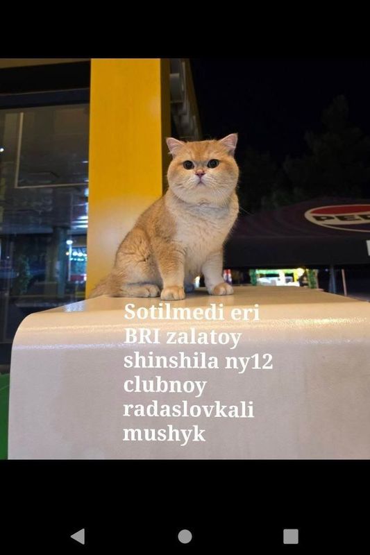 Scottish fold zalataya shinshilla Scottish fold zalataya shinshilla