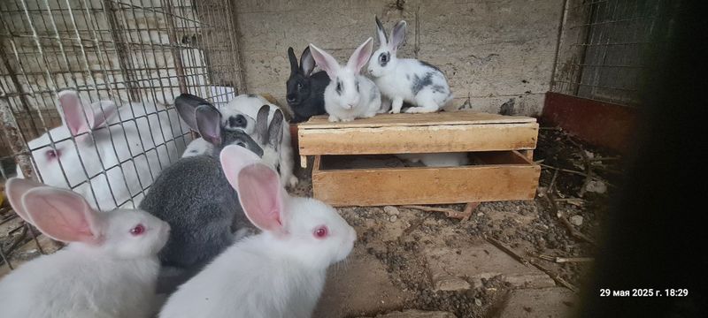 Кролики домашние , 1,5 месячные Кролики домашние , 1,5 месячные