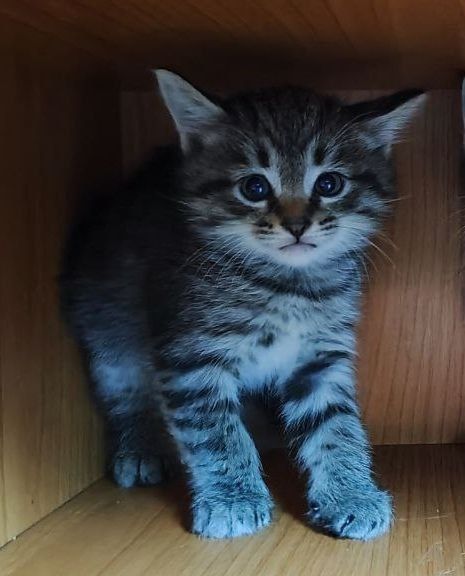 Котята, домашние 2,5 месяца Котята, домашние 2,5 месяца