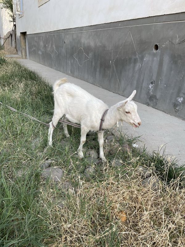 Echki zamen sotiladi Echki zamen sotiladi
