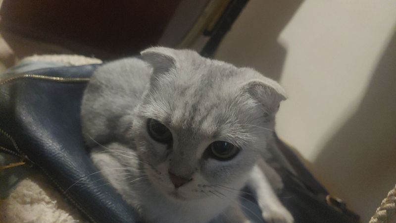 Шотландская вислоухая девочка