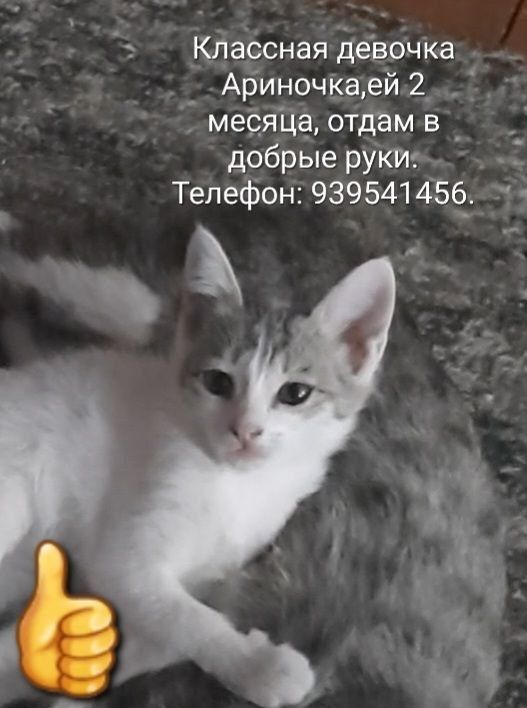 Котёнок в добрые руки Котёнок в добрые руки