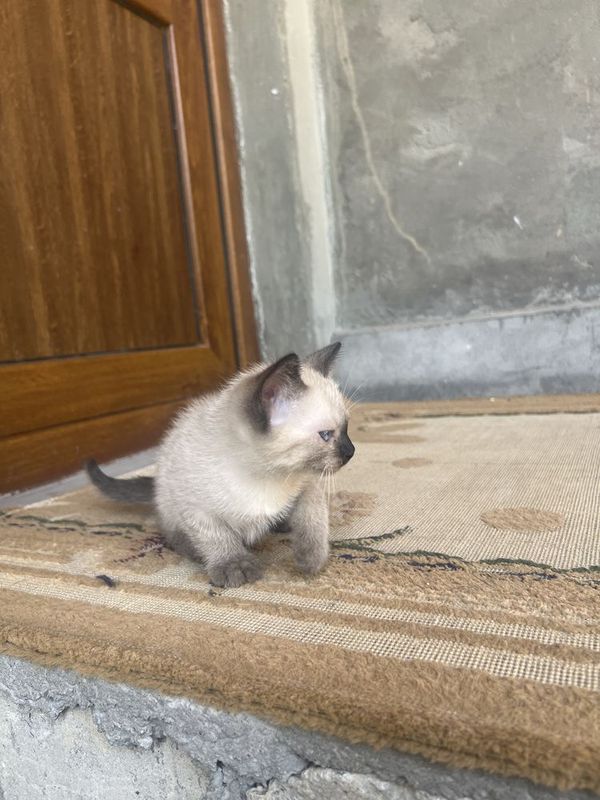 Siyam mushukchala Siyam mushukchala