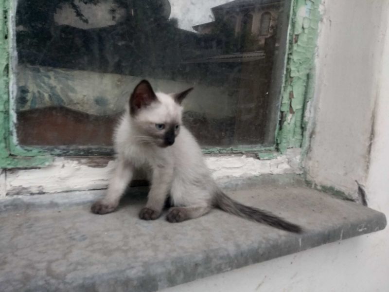Сиамский котенок Сиамский котенок