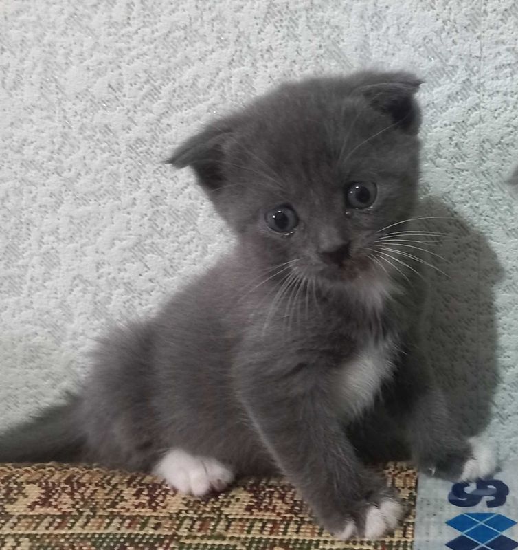 Продается котенки скоттиш фолд Продается котенки скоттиш фолд
