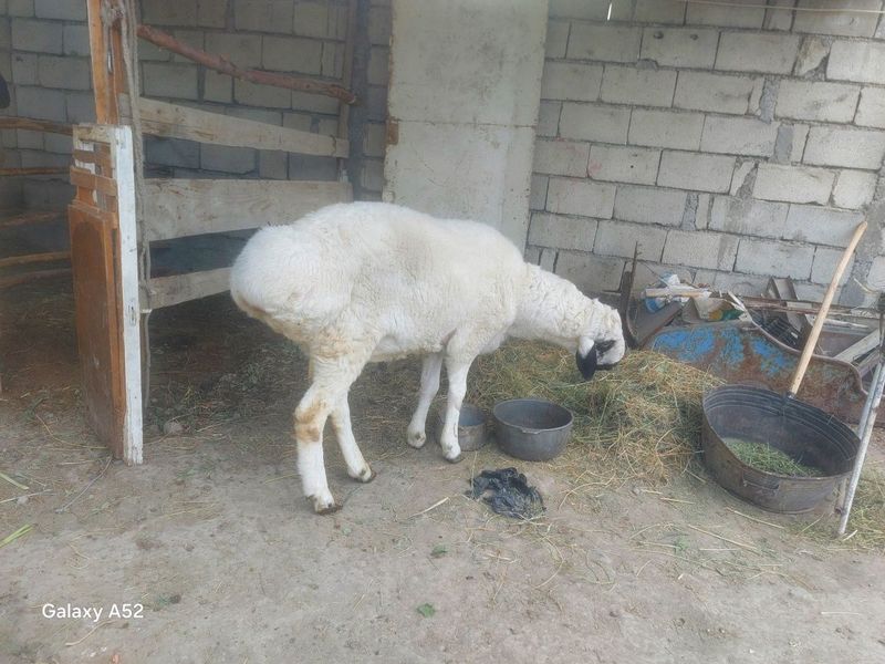 Sori boqilganqoʻchqor sotiladi narxi 6.5 kelishiladi yanam tel 931553 Sori boqilganqoʻchqor sotiladi narxi 6.5 kelishiladi yanam tel 931553