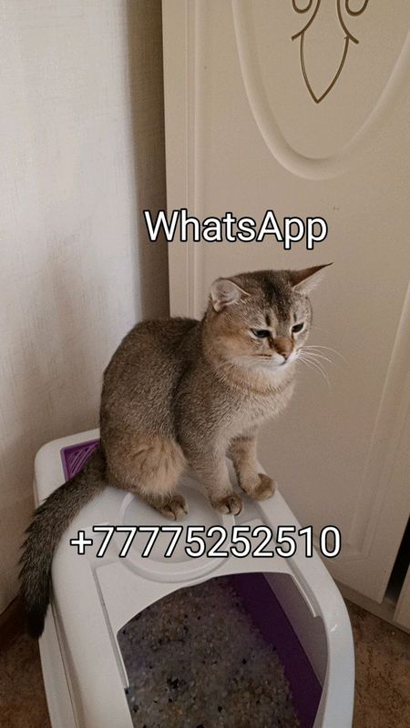 Продам Британская Порода Золотая Шиншилла Котик! Продам Британская Порода Золотая Шиншилла Котик!