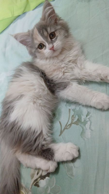 Котёнок 2 месяца Котёнок 2 месяца