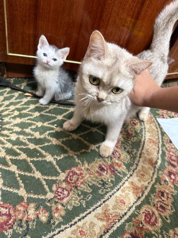 Котята золотая шиншилла Котята золотая шиншилла
