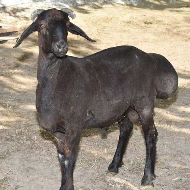 Qurbonlik uchun qo'chqorlar va qassob xizmati Qurbonlik uchun qo'chqorlar va qassob xizmati