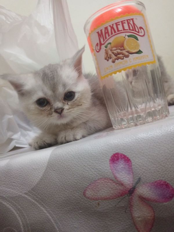 Shinshilla mushuk Shinshilla mushuk