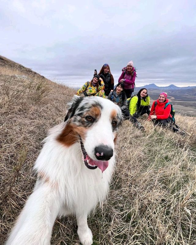 🐾 выгул собак 🐾 выгул собак