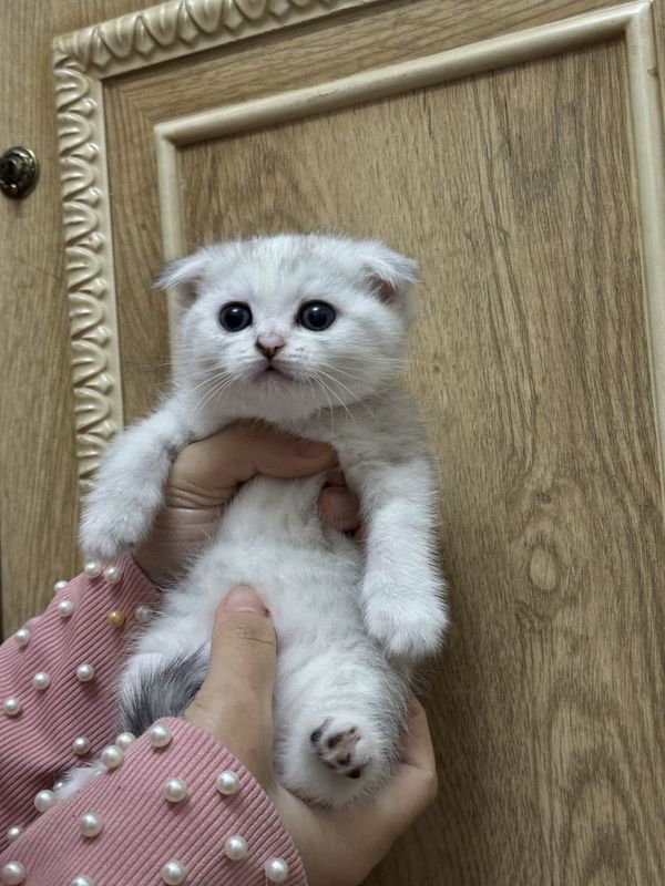 Scottish fold serebristaya shinshila mushuk