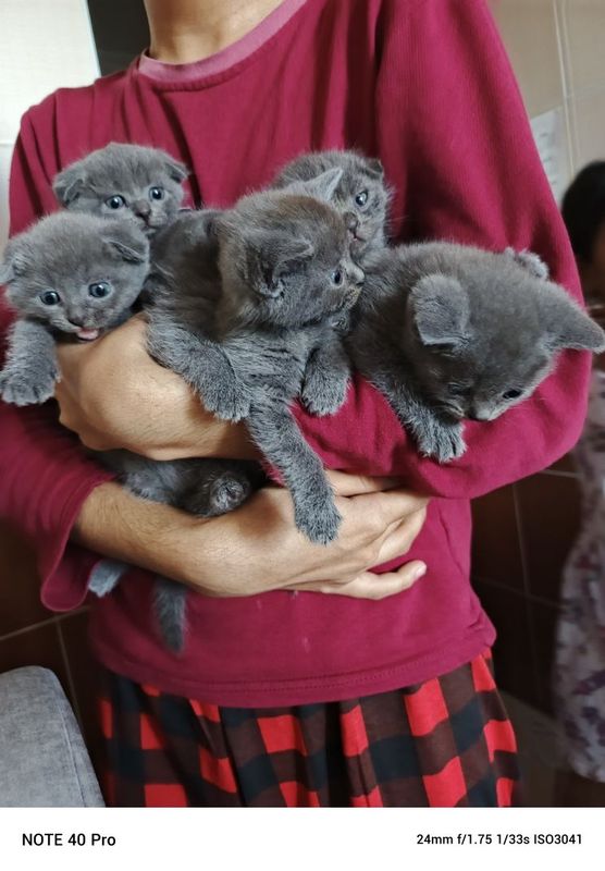 Фолд и Страйт котят