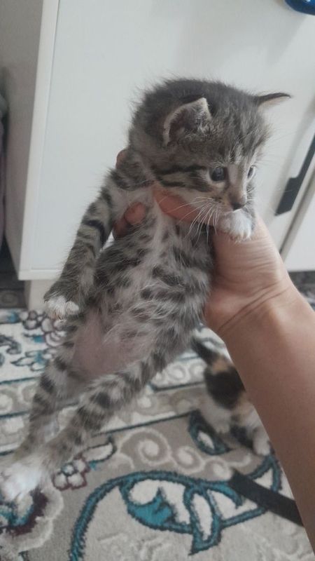 Котёнок мальчик кушает паштет Котёнок мальчик кушает паштет