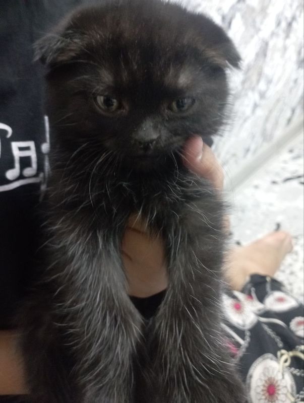 Кошка продаются скотиш фолд Кошка продаются скотиш фолд
