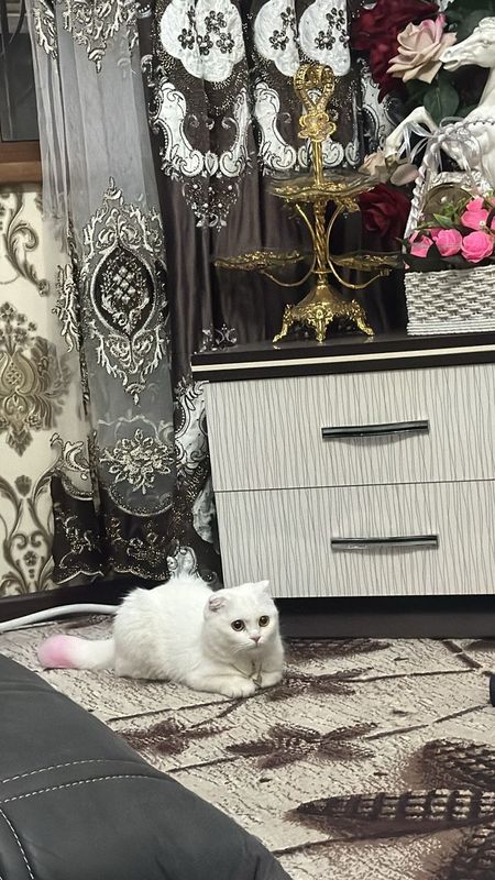 Продаю скотиш фолд девочку Продаю скотиш фолд девочку