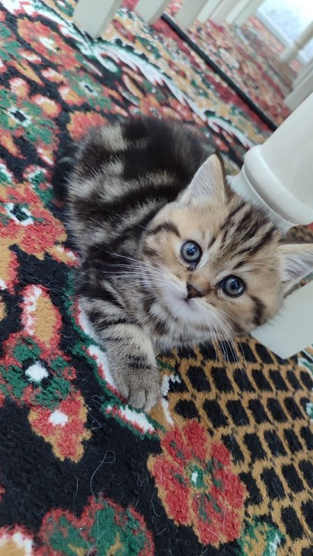 Продаётся скотиш страйт , скотиш фолд Продаётся скотиш страйт , скотиш фолд
