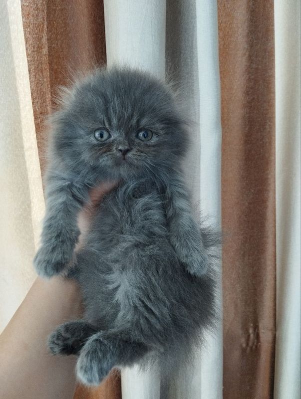 хайленд фолд котенок девочка хайленд фолд котенок девочка