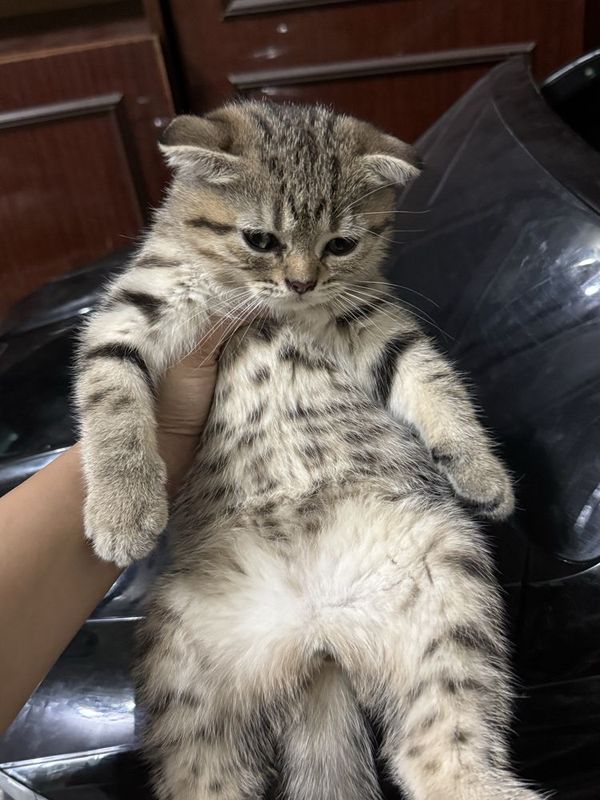 Продаются котята золотая и серебристая шиншилла