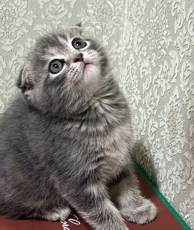 Britan scottish fold va vislouxa