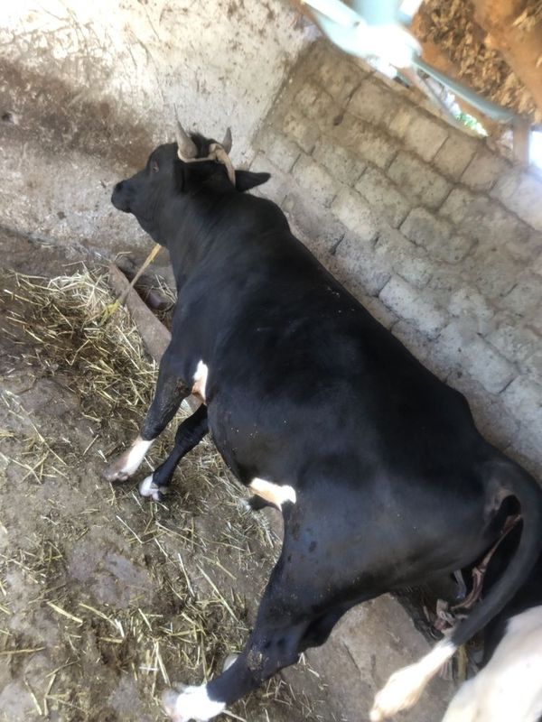 Boqma buqa arzon narxda Boqma buqa arzon narxda