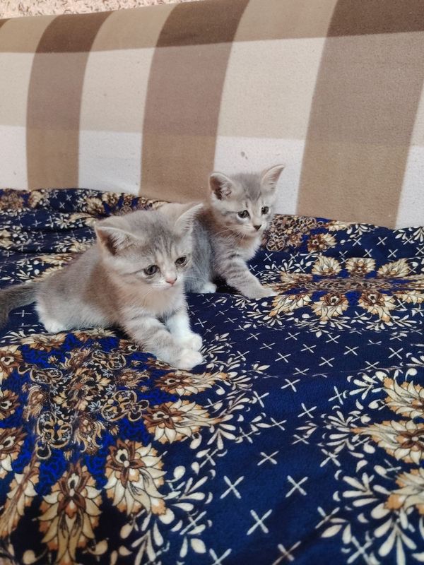 Mushukchalar sotiladi Mushukchalar sotiladi