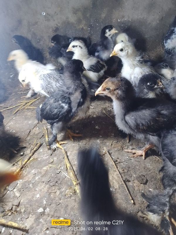 Brama tovuq j6jalari sotiladi Brama tovuq j6jalari sotiladi