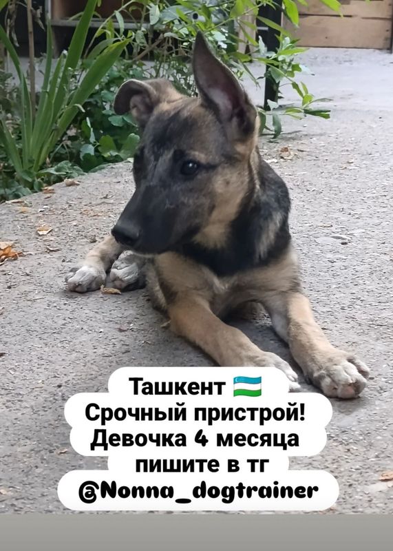 Щенок из дома в дом, не на цепь! Щенок из дома в дом, не на цепь!