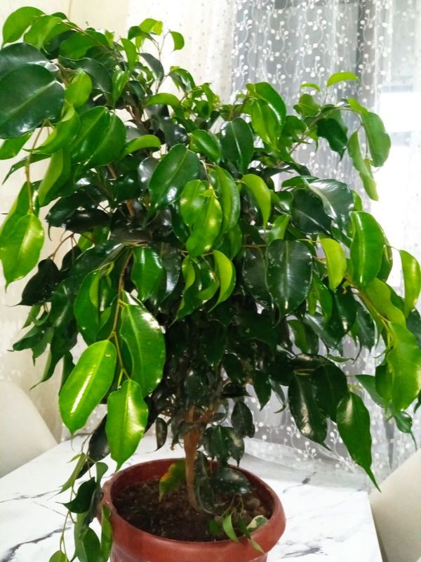 Фикусы бенжамин, варигатный Фикусы бенжамин, варигатный