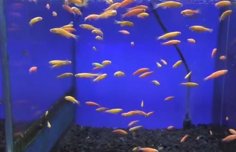 Данио фосфорни риб Danio rangli baliqlar fosfirni Данио фосфорни риб Danio rangli baliqlar fosfirni