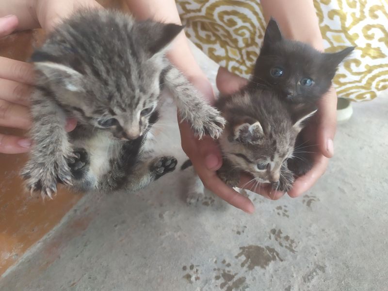 Котята даром в хорошие руки