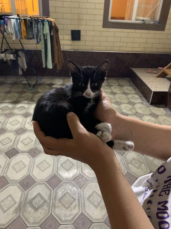 Кошечка в добрые руки Кошечка в добрые руки