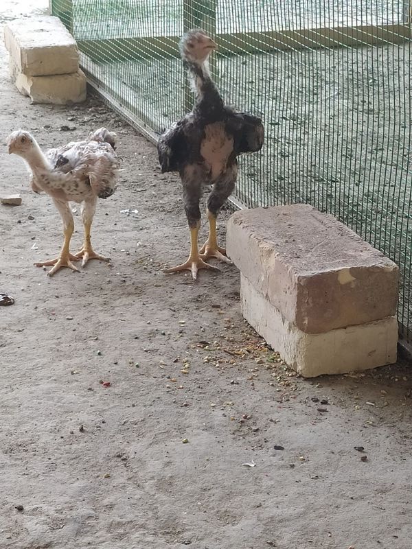 Kulangi joʻja 3 oyli narxi 500 ming