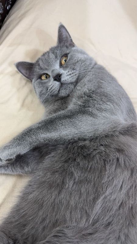 Кошки mushuk o’g’il bollla Кошки mushuk o’g’il bollla