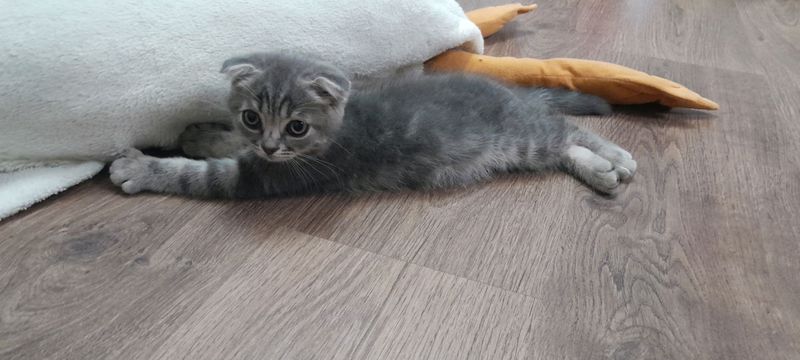кошки кошки