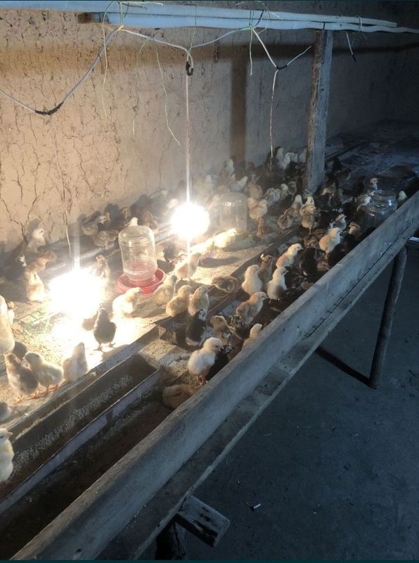 Damashni jòjalar sotiladi xamasi soxlom