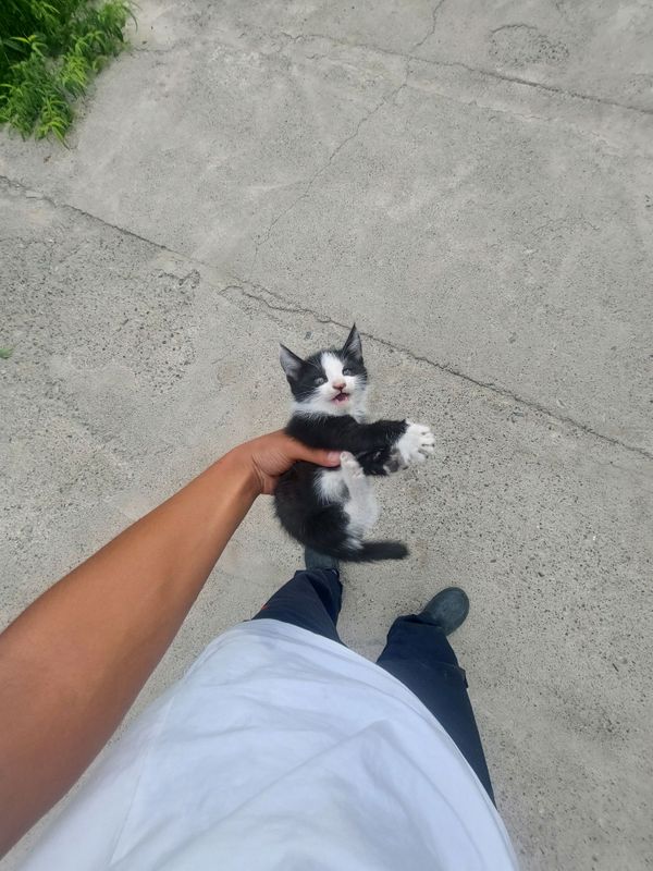 Tuxedo rangli mushukcha sotiladi!