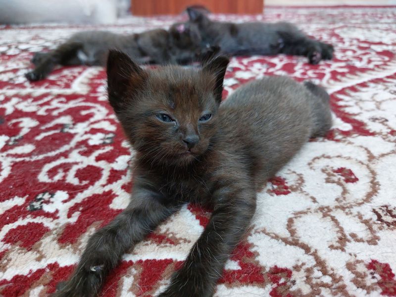 отдам котят в добрые руки отдам котят в добрые руки