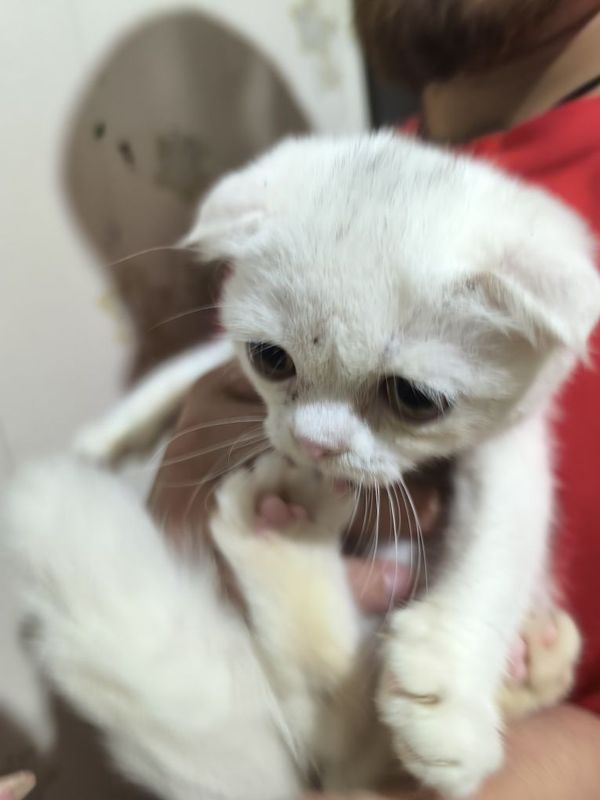 Шотландские вислоухие