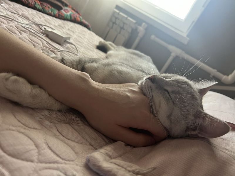 Британец короткошёрстный Британец короткошёрстный