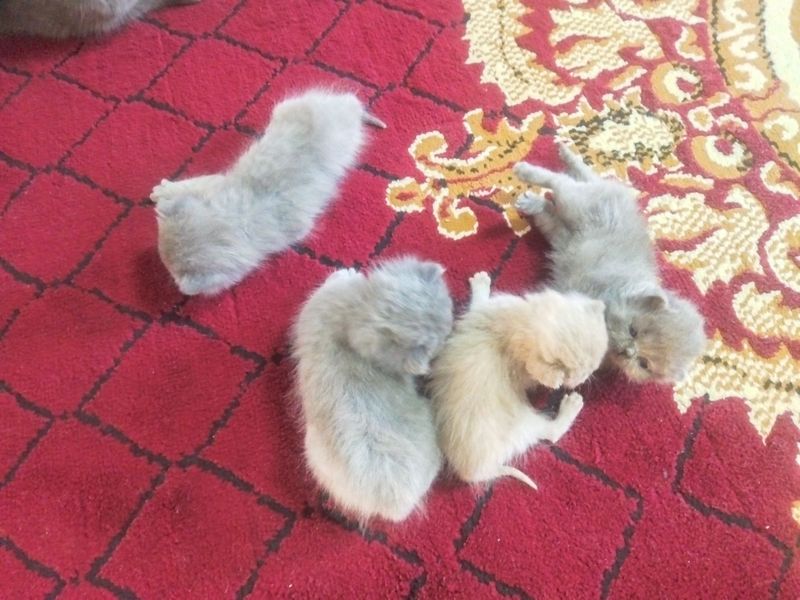 Mushuk sotiladi 3 ta erkak 1 ta ayol Mushuk sotiladi 3 ta erkak 1 ta ayol