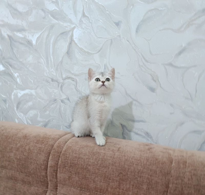 Продаётся чистокровная британская девочка скоттиш страйт Продаётся чистокровная британская девочка скоттиш страйт