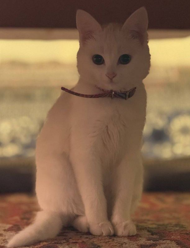 Mushuk bolalari bilan